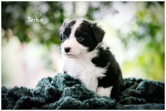 Border Collie Border Kolia s PP FCI - 19