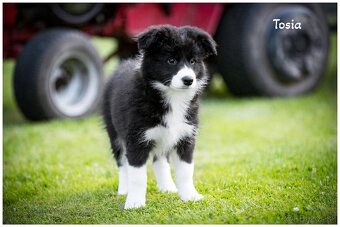 Border Collie Border Kolia s PP FCI - 19