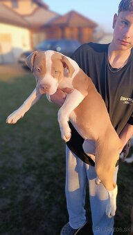 Šteniatka American Bully XL - 19