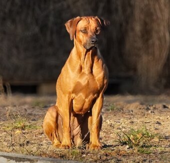 Rhodézsky ridgeback - 19