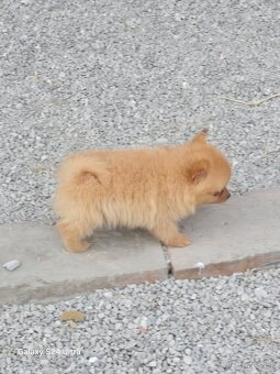 Pomeranian spic - 19
