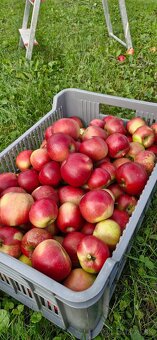 TRADIČNÝ SLIVKOVÝ LEKVÁR 100% Z BYSTRICKÝCH SLIVIEK - 19