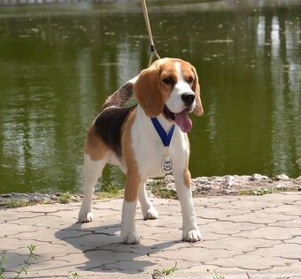 Bigel, bigl, beagle s PP - 19