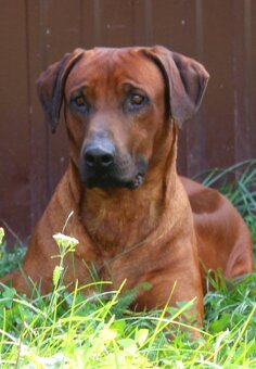 Rodézsky ridgeback - 19