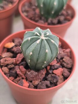 Kaktusy a sukulenty - 19