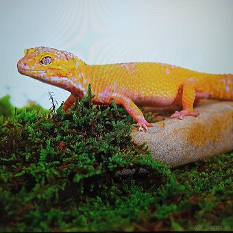 Thomson 4k Android smart tv 55(139) - 19