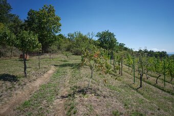 Chata s vinicou - 19