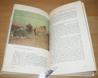 Bažanti a ostatní hrabaví - 19