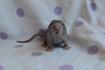 Potkaníky s rodokmeňom - rezervácie - 19