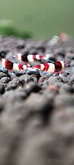 TOP PREMIUM Krevety, Akva machy, PREMIUM RED BOA - TRENCIN - 19