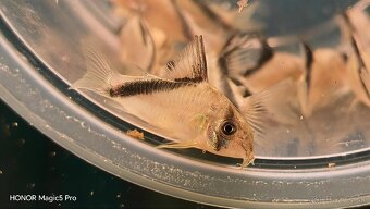 Akvariové ryby (raritky) k odberu - 19