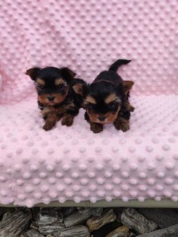 Yorkshire terrier - 19