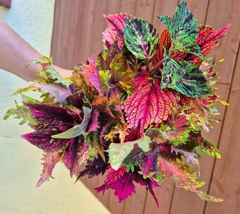 Koleus - africká žihľava (Coleus), semena, řízky - 19