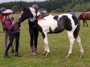 luxusní PAINT HORSE PLEMENÍK, DOUBLE HOMOZYGOT, import - 19