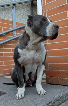 American bully XL, Americký stafordsirsky terier - 19