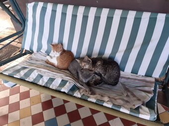 Darujem mačičky - 19