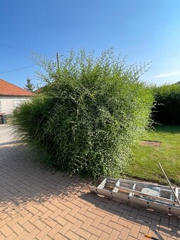 Odstraňovanie tují, úprava záhrad a živých plotov, kosenie - 19