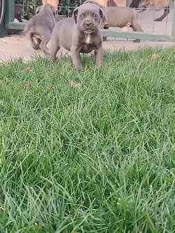 Cane corso modré šteniatka - 19