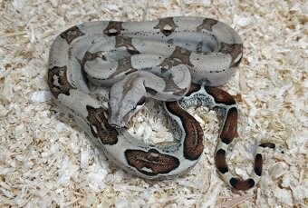 Boa imperator - Normal a Hypo 66% het Sterling VPI - 19