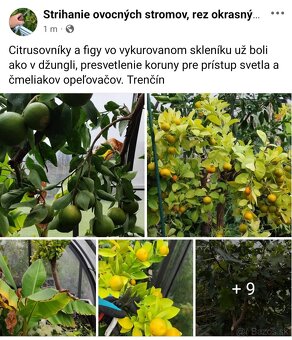 Strihanie ovocných stromov orez tuje živý plot výsadba - 19