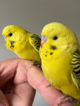 Andulka Maznačik - 19