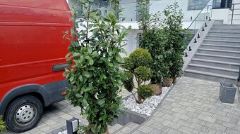 Tuja Smaragd, vavrínovec, červienka -Banská Bystrica a okoli - 19