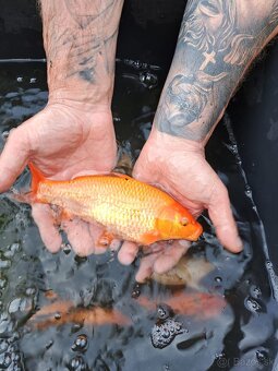 koi kapre - 19
