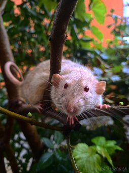 Predám potkanika Dumbo - 19