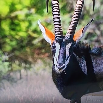 Samsung 4k led lcd tv 50 (127cm) smart - 19