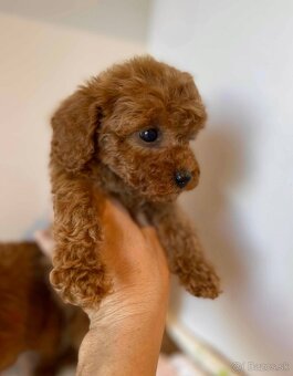 Dark Red Poodle girls pudel pudlik pudl - 19
