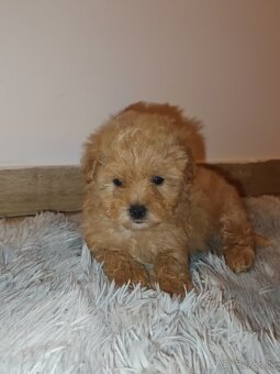 Toy Maltipoo - 19