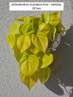Predám izbové rastliny - 19