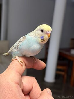 Andulky mlada Maznačik - 19