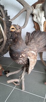 Trofeje a preparáty - 19