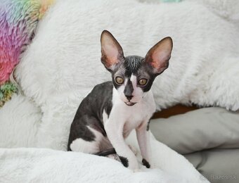 Cornish rex s PP - 19