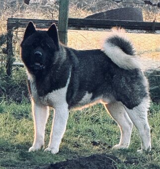 Americká Akita - 19