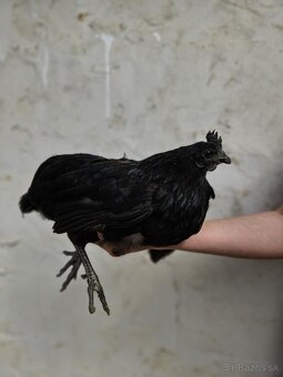 Ayam cemani - 19