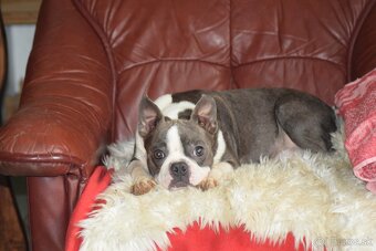 bostonský teriér s PP - modrý pejsek+ modrá holčička - 19