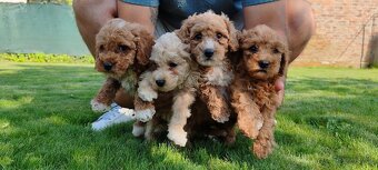 Maltipoo Cavapoo GoldenDoodle - 19
