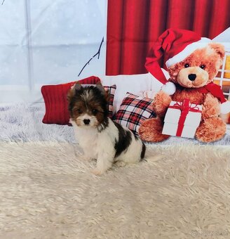 Yorkshire teriér, Biewer, Biro, Yorkshire teriér s PP - 19