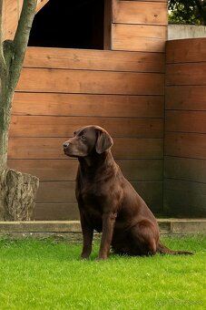 Šteniatka labrador a hnedá suka IHNEĎ - 19