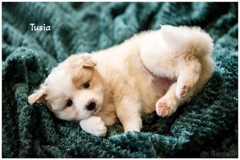 Border Collie Border Kolia s PP FCI barva ee red - 19