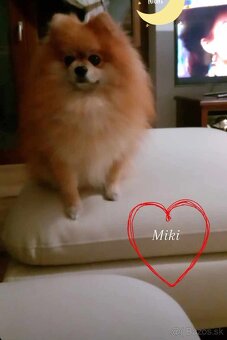 Ponúkam pomeriana na krytie - 19