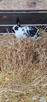 Predám malý chov mäsových králikov. - 19