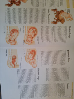 The Body - Organs, Body Systems, Functions - 19