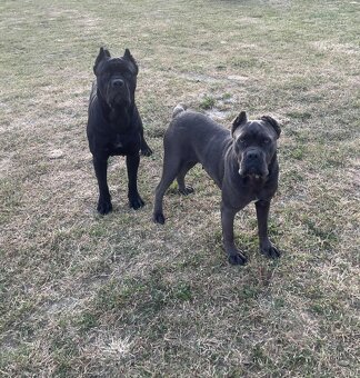 Cane corso - 19