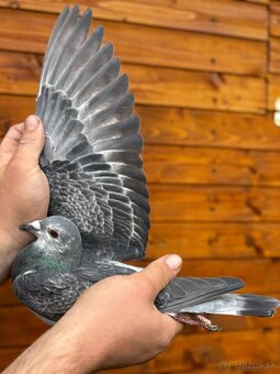 Poštové holuby - 19