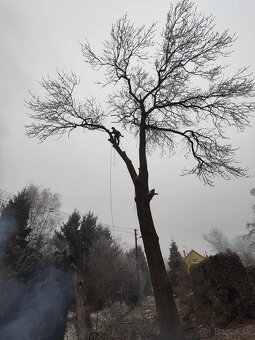 Rizikové rezanie stromov - 19