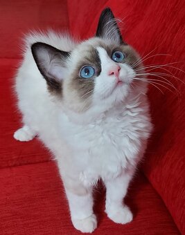 Ponukam ragdoll kocurov na krytie - 19