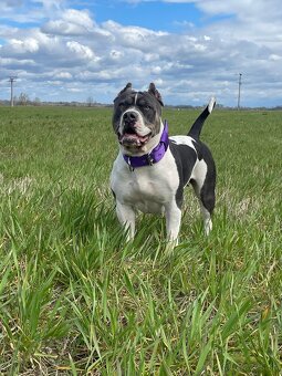 American bully xl/xxl s PP - 19